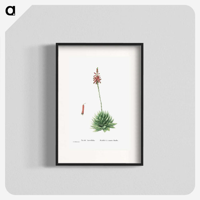1-65_Histoire-des-Plantes-Grasses_blk