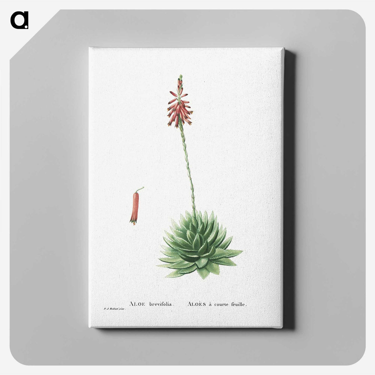 1-65_Histoire-des-Plantes-Grasses_canvas