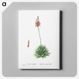 1-65_Histoire-des-Plantes-Grasses_canvas