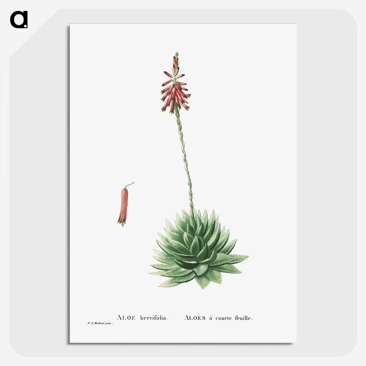 1-65_Histoire-des-Plantes-Grasses_picture-crop