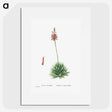 1-65_Histoire-des-Plantes-Grasses_picture