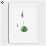1-65_Histoire-des-Plantes-Grasses_picture