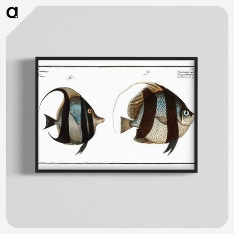1-65_Ichtyologie-ou-Histoire-naturelle_blk-crop