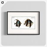 1-65_Ichtyologie-ou-Histoire-naturelle_blk