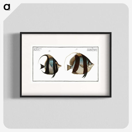 1-65_Ichtyologie-ou-Histoire-naturelle_blk