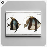 1-65_Ichtyologie-ou-Histoire-naturelle_canvas