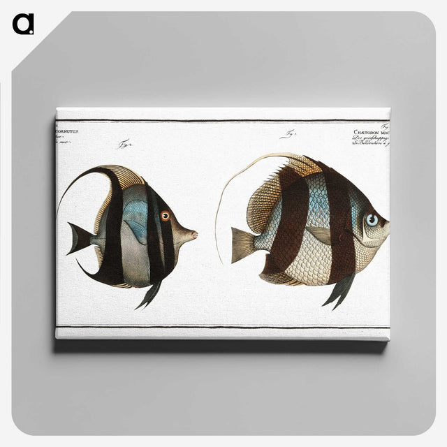 1-65_Ichtyologie-ou-Histoire-naturelle_canvas