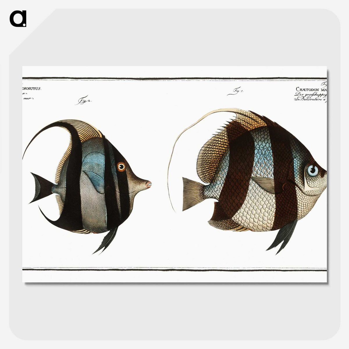 1-65_Ichtyologie-ou-Histoire-naturelle_picture-crop