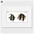 1-65_Ichtyologie-ou-Histoire-naturelle_picture
