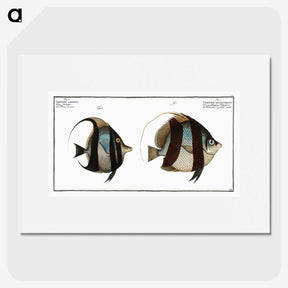 1-65_Ichtyologie-ou-Histoire-naturelle_picture