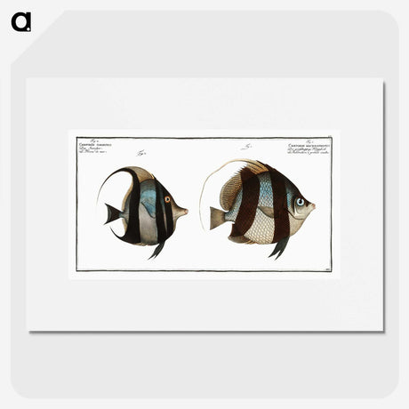 1-65_Ichtyologie-ou-Histoire-naturelle_picture