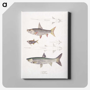 1-65_Indian-Zoology_canvas