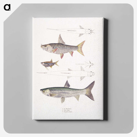 1-65_Indian-Zoology_canvas