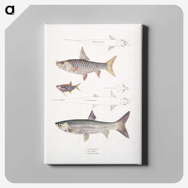 1-65_Indian-Zoology_canvas