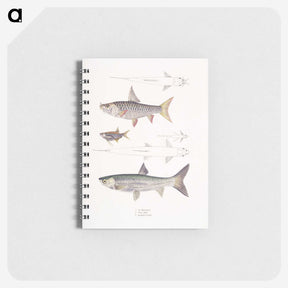 1-65_Indian-Zoology_memo