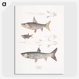 1-65_Indian-Zoology_picture-crop