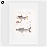 1-65_Indian-Zoology_picture