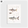 1-65_Indian-Zoology_postcard