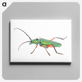 1-65_Insects-Unlocked-Project_canvas