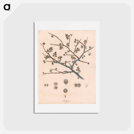 アートポストカード-Balesson
 - ジェームス ヒース Postcard.