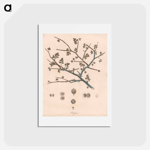 Balesson
 - ジェームス ヒース Postcard.