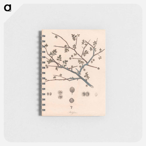 Balesson
 - ジェームス ヒース Memo.