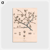 アートポストカード-Balesson
 - ジェームス ヒース Postcard.