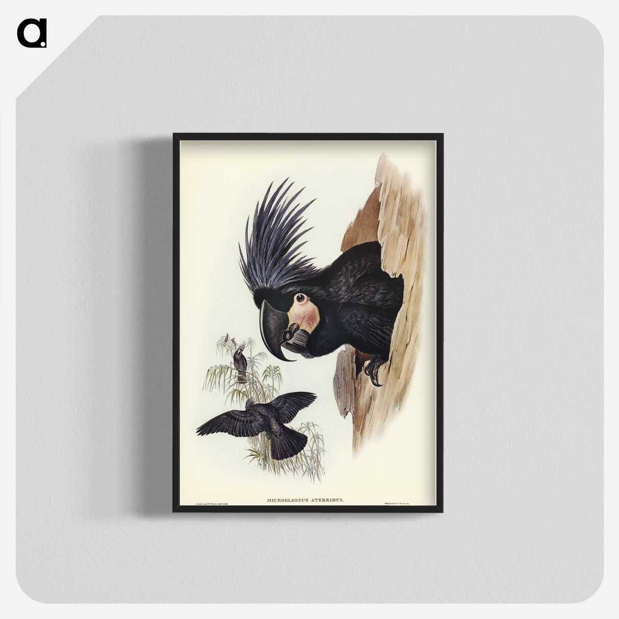 1-65_John-Gould_blk-crop