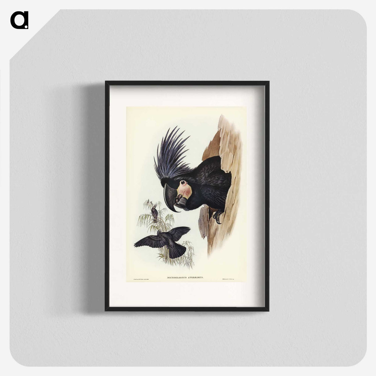 1-65_John-Gould_blk