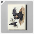 1-65_John-Gould_canvas