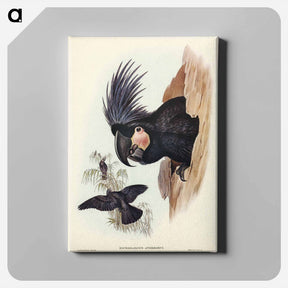 アートパネル-Great Palm-Cuckatoo
 - ジョン グールド Canvas.