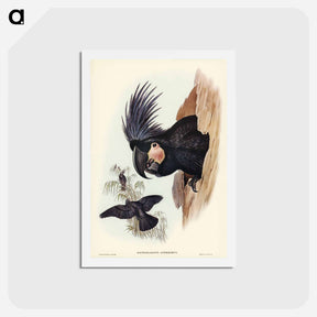 アートポストカード-Great Palm-Cuckatoo
 - ジョン グールド Postcard.