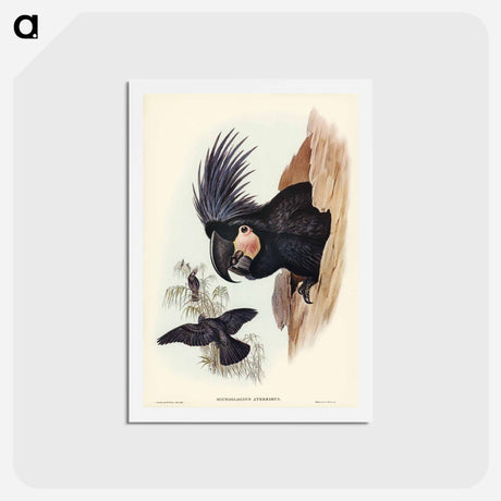 アートポストカード-Great Palm-Cuckatoo
 - ジョン グールド Postcard.