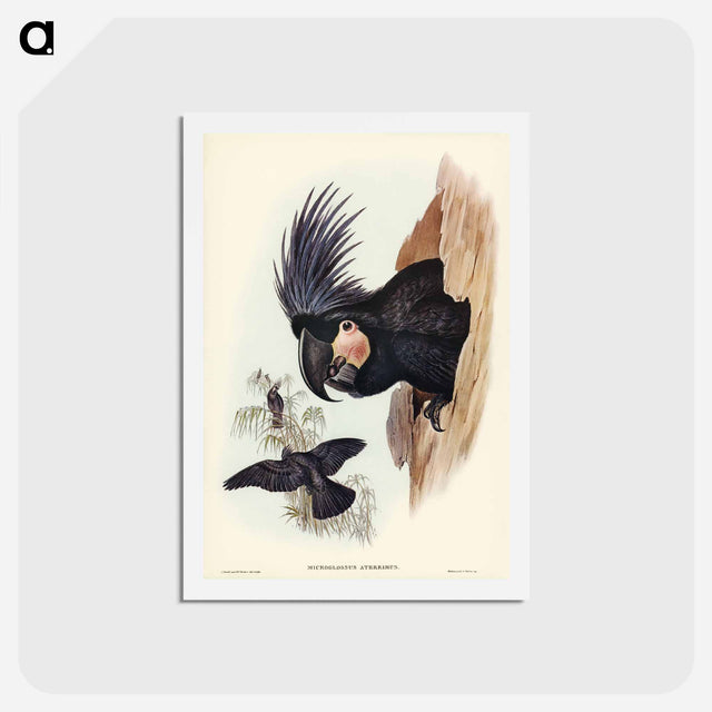アートポストカード-Great Palm-Cuckatoo
 - ジョン グールド Postcard.