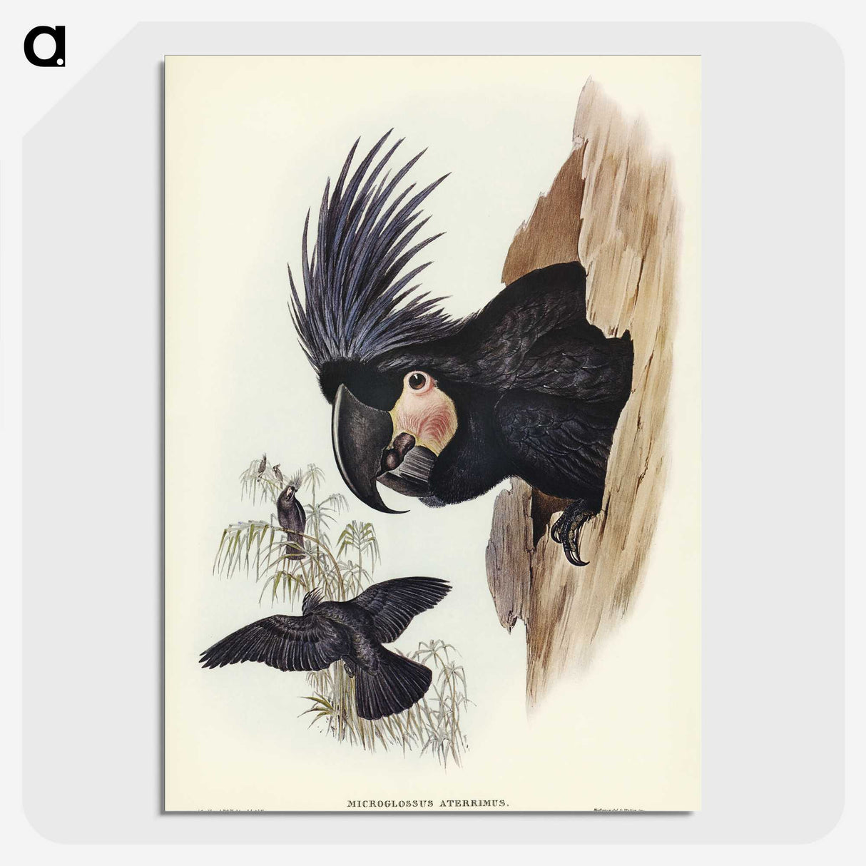 1-65_John-Gould_picture-crop