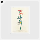 Blue Yellow Back Warbler
 - ジョン ジェームス オーデュボン Postcard.