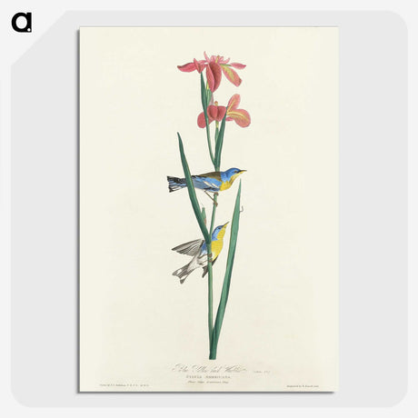 1-65_John-James-Audubon_picture-crop