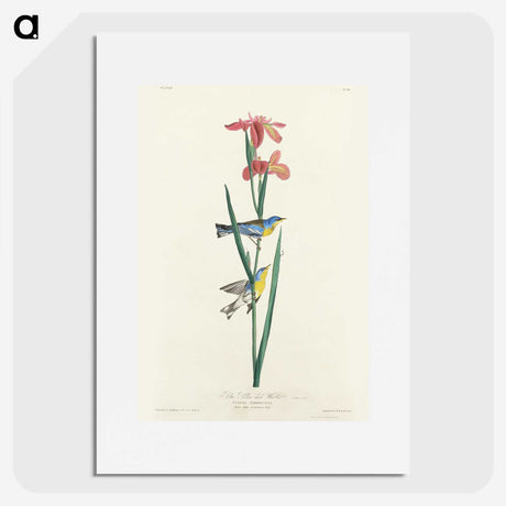 1-65_John-James-Audubon_picture