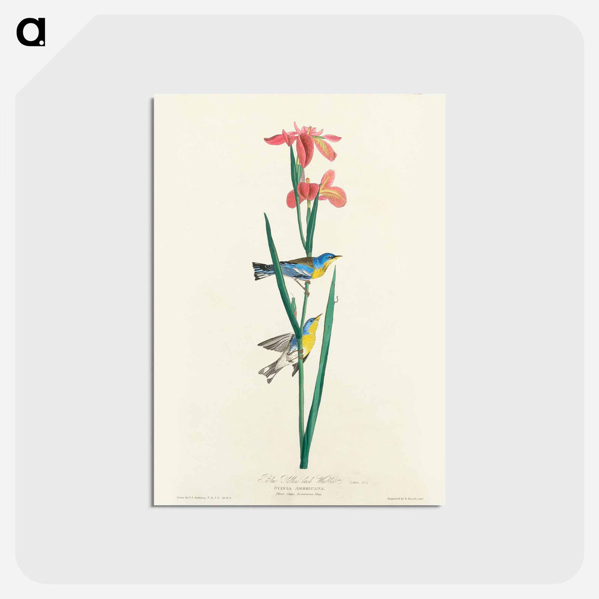 Blue Yellow Back Warbler
 - ジョン ジェームス オーデュボン Postcard.