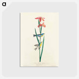 Blue Yellow Back Warbler
 - ジョン ジェームス オーデュボン Postcard.