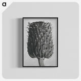 1-65_Karl-Blossfeldt_blk-crop
