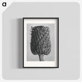1-65_Karl-Blossfeldt_blk