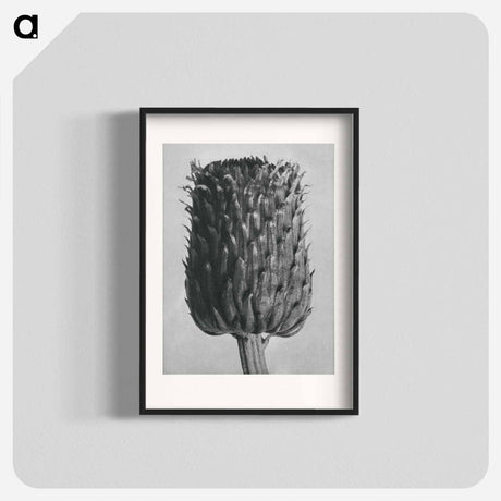 アートポスター-Cirsium Canum (Thistle) Flower Head - カール ブロスフェルト Poster.