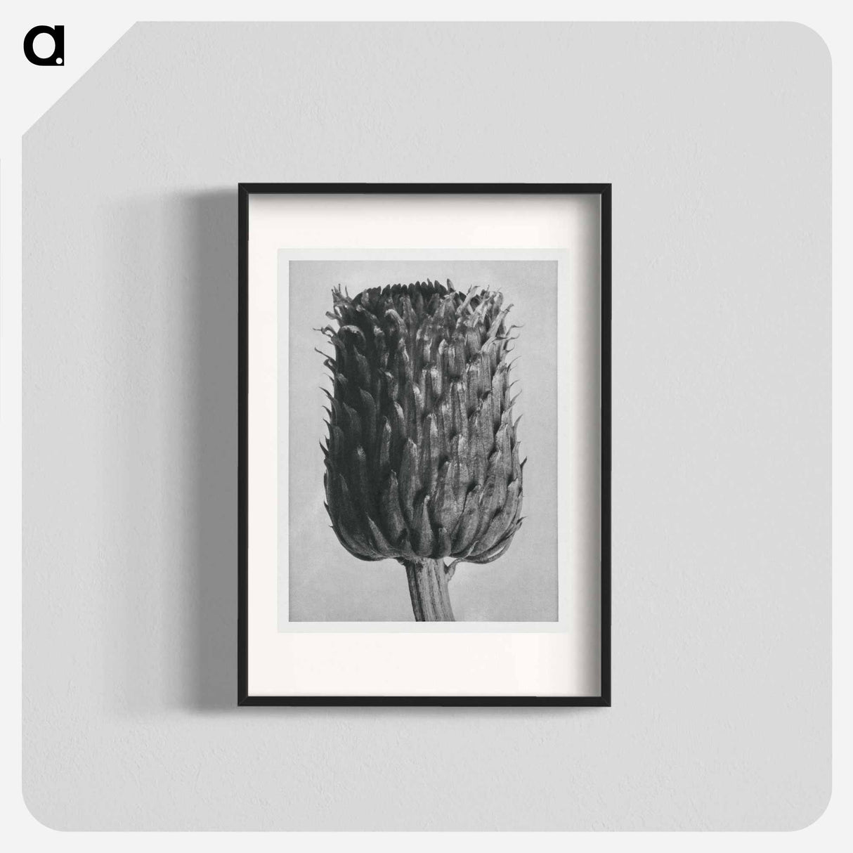 Cirsium Canum (Thistle) Flower Head - Karl Blossfeldt Poster.