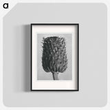 Cirsium Canum (Thistle) Flower Head - カール ブロスフェルト Poster.