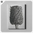 1-65_Karl-Blossfeldt_canvas
