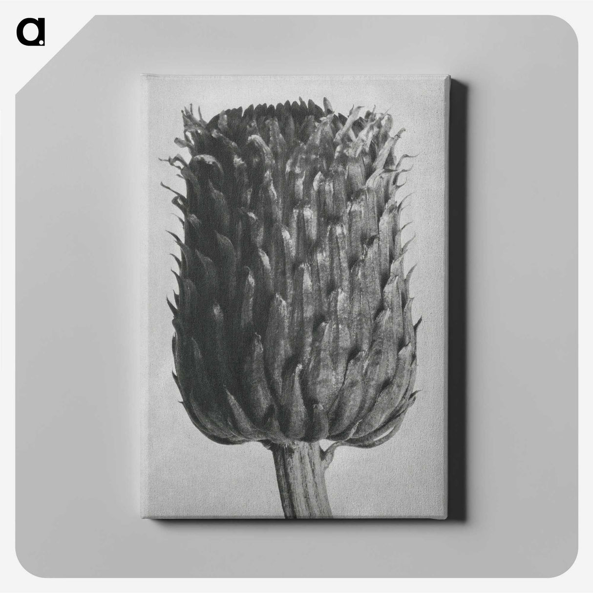 1-65_Karl-Blossfeldt_canvas