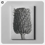 1-65_Karl-Blossfeldt_canvas