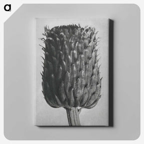 1-65_Karl-Blossfeldt_canvas