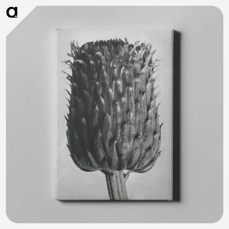 1-65_Karl-Blossfeldt_canvas
